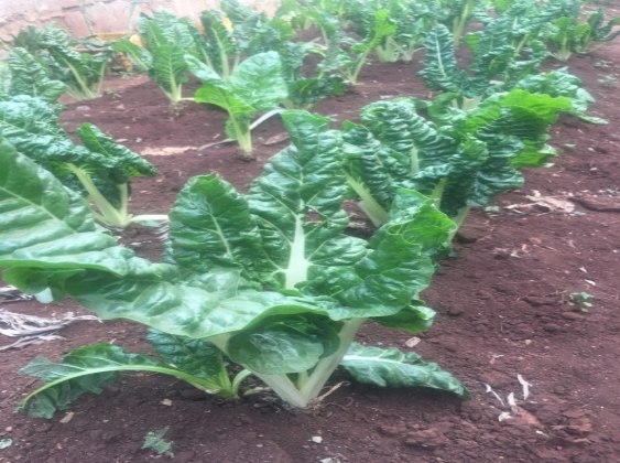 Farming