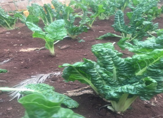 Farming 2