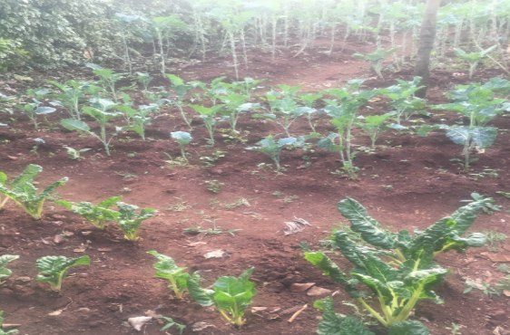 Farming 3